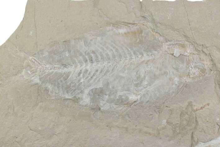 Cretaceous Fossil Fish - Lebanon #376367